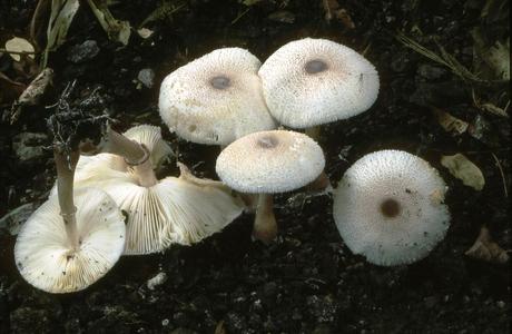 Büscheliger Egerlingsschirmpilz (Leucoagaricus bresadolae) - © Helmut Pidlich-Aigner